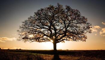 A lone tree stands tall against a vibrant sunset, its silhouette outlined against the fiery sky. photo