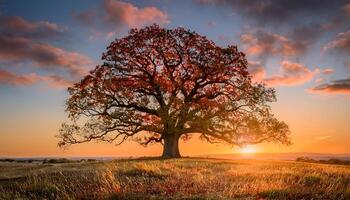 A lone, majestic oak tree stands tall against a vibrant sunset, showcasing the beauty of nature's resilience and the tranquility of a golden hour. photo
