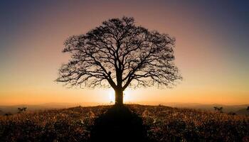Silhouette of a bare tree on a hilltop with the sun setting behind it. photo