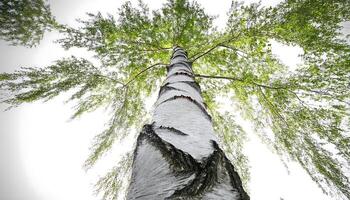 A low angle view of a tall birch tree with its branches and leaves reaching up towards the sky. photo
