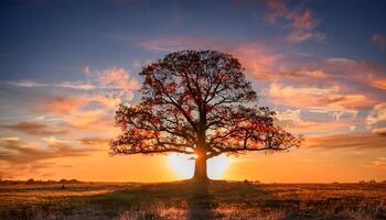 A solitary tree stands tall against a vibrant sunset, casting a long shadow across a field. photo