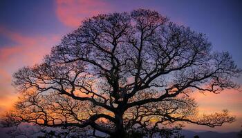 A silhouette of a large tree with bare branches against a colorful sunset sky. photo