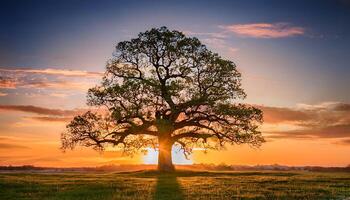 A lone tree stands tall in a field at sunset, its branches reaching up towards the sky as the sun casts a golden glow over the landscape. photo