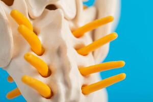 The lowest part of the spine is the coccyx and sacrum on a blue background. Problems with the spine and back pain, radiculitis. Medical treatment of pinched nerves in the spine photo