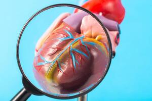 Mockup of a human heart under a magnifying glass on a blue background. Heart examination concept, heart diseases pericarditis, cardiomyopathy and hypertension, close-up photo