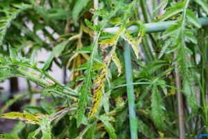 A yellow-orange plaque in a dot on the leaves of plants in the garden. Rust disease on plants in the country, close-up photo