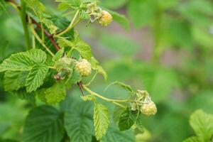 Ripening raspberries on a bush in the garden. Productivity and variety of raspberries, fruiting, close-up. Copy space for text photo