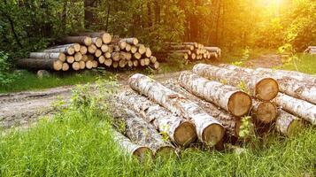 Heaps of birch, alder and pine logs lie on a forest site in the forest in summer. The concept of export and import of timber. Forest business and forestry. Background, industry photo