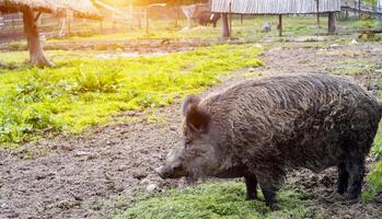 Big black wild boar in nature in summer. Hunting for wild boars. Copy space for text, stubble photo