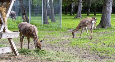 Brown spotted deer graze in the forest in summer in the wild. Copy space for text, zoology photo