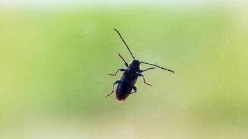 A large beetle with a mustache crawls on glass in the summer, background. Biology photo