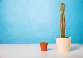 Two pots with a small and a large cactus on a table on a blue background. The concept of male libido and surgical penis enlargement, ligamentotomy. Copy space for text photo