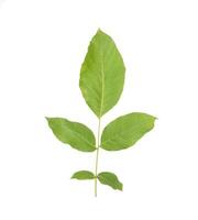 Green twig with walnut leaves on white background, isolate. Close-up photo