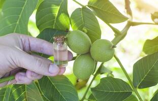 Hand holds a bottle with walnut essential oil. The concept of aromatherapy and cosmetology with a nutty smell, copy space, organic photo