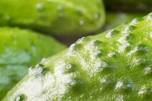 Closeup of a fresh juicy cucumber with ladies background, macro photo