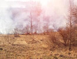 Dry grass burning in the spring forest, fire. Increased fire hazard in nature, a lot of smoke, background, landscape photo