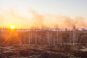 Orange sun on a background of smoke after a fire in the forest. Burnt black grass in nature photo
