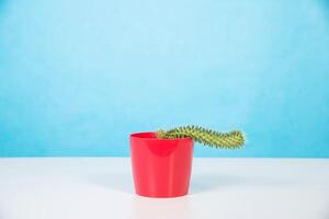 Red pot with cactus on a blue background. The concept of erectile dysfunction in men. Psychological problems in the sexual sphere. Copy space for text photo
