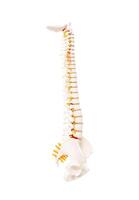 Mock up human spine on a white background. The concept of segments and divisions of the spine, the structure and anatomy of the bone marrow, nerves and vertebrae, Isolate photo