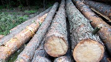 A pile of round logs of pine trees lies in the forest in summer. Pine logging, lumber, timber import and export, industrial photo