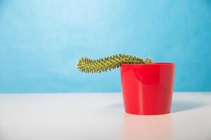 Red pot with cactus on a blue background. The concept of male problems in the genital area and urology. Weak erection and libido, hormonal failure. Copy space for text photo