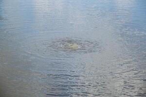 Boerbols on the water in the lake. The concept of an accident drowning a person. Danger on the water, close-up photo