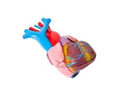 Anatomy of the human heart on a white background. The structure of the heart of man, aorta, pulmonary valve photo