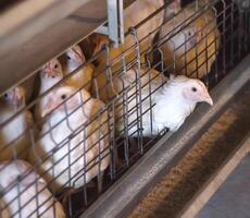 Broiler chickens in cages are raised in a poultry farm for meat, industry photo