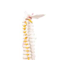 cervical and thoracic spine on a white background, isolate. Osteochondrosis and degenerative changes in the spine, microspondylia photo