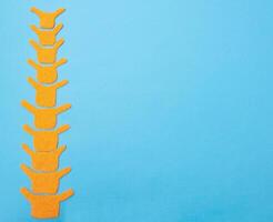 Human spine model on a blue background. The concept of youth and flexibility of the human spine. Copy space for text, elasticity photo
