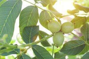 Three walnut fruits on a green tree. Natural nuts on a tree in the background of the sun, copy space photo