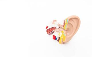 Mock ear of a man on a white background. The concept of diseases of the outer and middle ear, otitis media. Copy space, inflammatory process photo