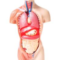 Human model with internal organs. The concept of the treatment of diseases of internal organs, inflammation of the gallbladder, isolate photo