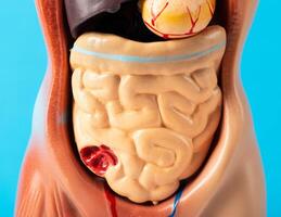 Mockup of a human with internal organs and intestines on a blue background. Concept of intestinal diseases, duodenal ulcer. Digestive disorders and dysbacteriosis. Diarrhea and constipation, close-up photo