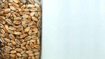 Grain processing at the plant. Drying and storage concept for bread grain, copy space for text photo