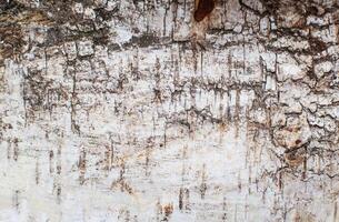 White birch bark texture, background, wooden photo