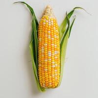 A close-up photo of a corn on the cob with kernels.