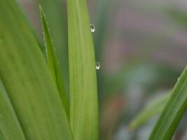 A close up of a plant with water droplets on it photo