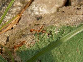 Two ants walking on a rock near grass photo