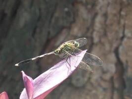 A dragonfly on a purple flower photo