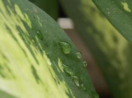 A close up of a leaf with water droplets on it photo