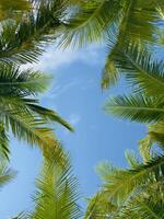 A view of the sky through the leaves of a palm tree photo