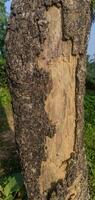 Close-up view of a tree trunk showcasing bark texture and unusual markings in a sunlit forest during a warm afternoon, surrounded by greenery and natural elements photo