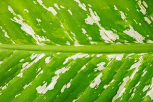 Close-up of green Dumb Cane leaf texture background with copy space for text or image. photo