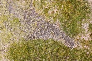 Green moss on the wall texture. Abstract background and texture for design. photo