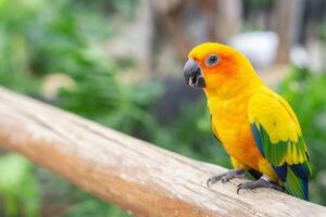 Colorful cockatoo on zoo park. Perching on branch of tree with blurry background photo