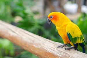 Colorful cockatoo on zoo park. Perching on branch of tree with blurry background photo