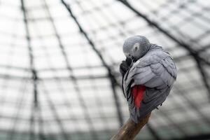 Colorful cockatoo on zoo park. Perching on branch of tree with blurry background photo