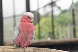 Colorful cockatoo on zoo park. Perching on branch of tree with blurry background photo