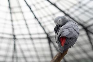 Colorful cockatoo on zoo park. Perching on branch of tree with blurry background photo